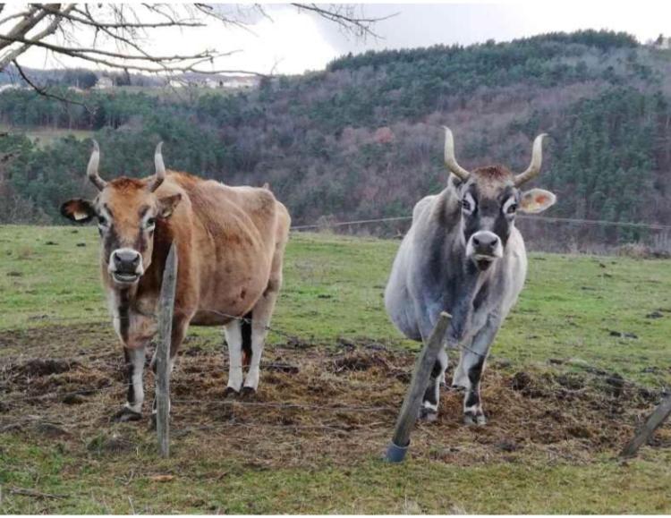Saint-Médard-en-Forez La Ferriere Bed & Breakfast エクステリア 写真